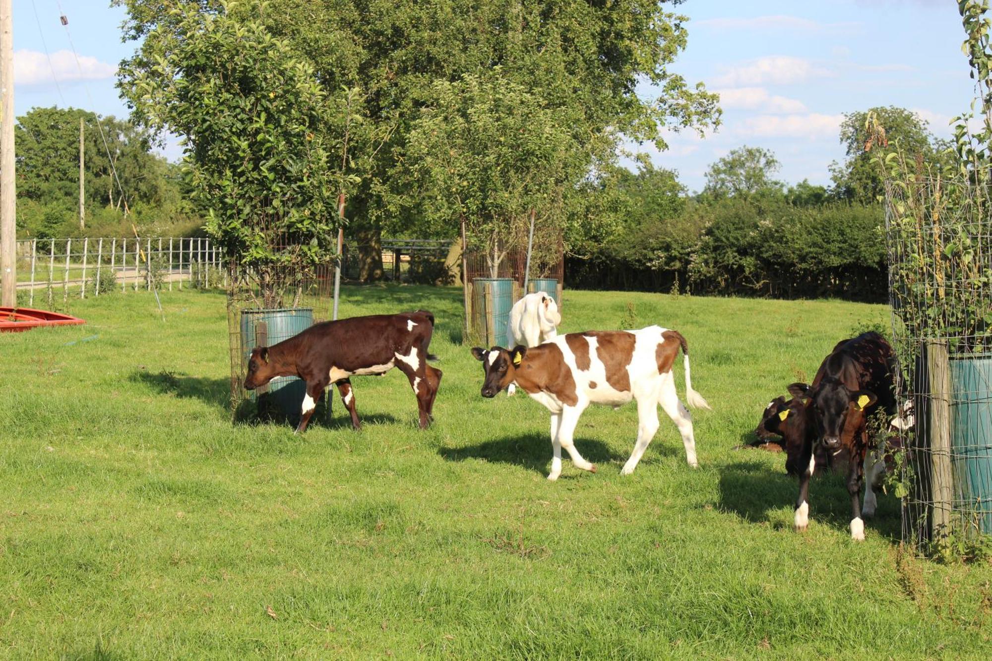 Parkfields Barns Self Catering Accommodation Buckingham Bagian luar foto